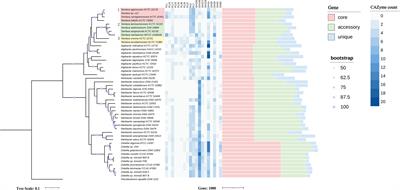 Comparative genomics reveal distinct potential of Tamlana sp. S12 for algal polysaccharide degradation